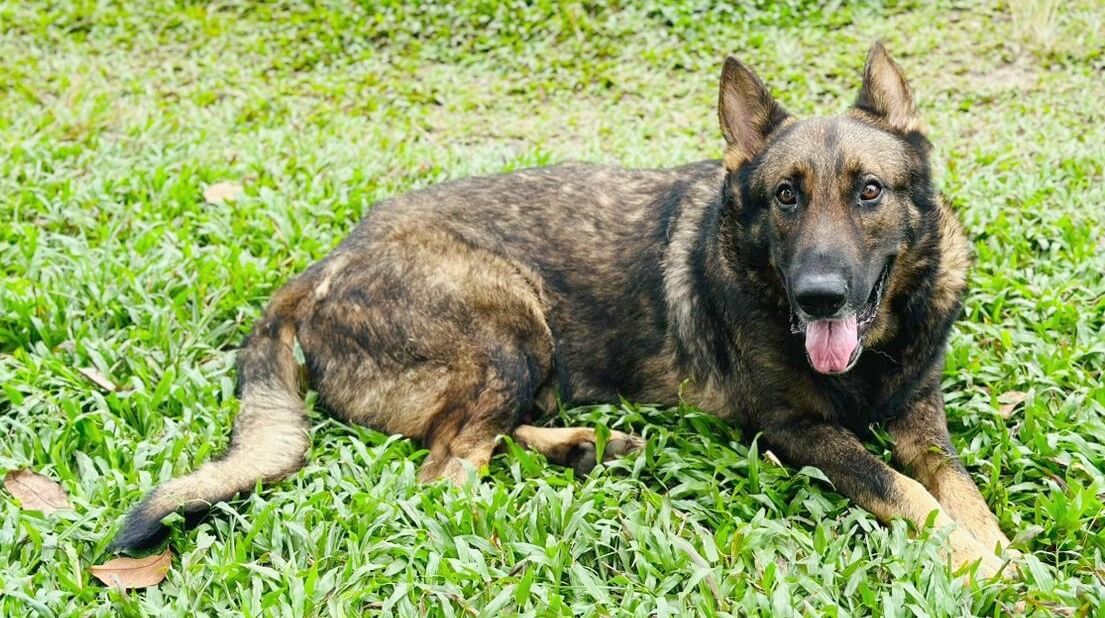 When does Blixten bark?