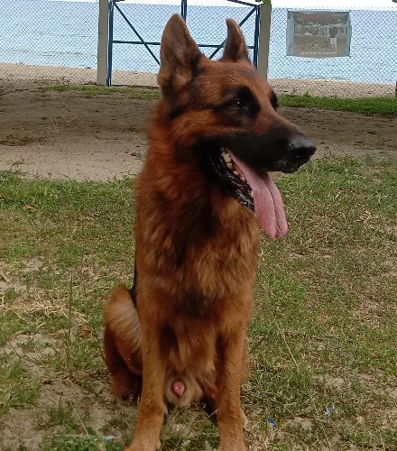 Clint GSD