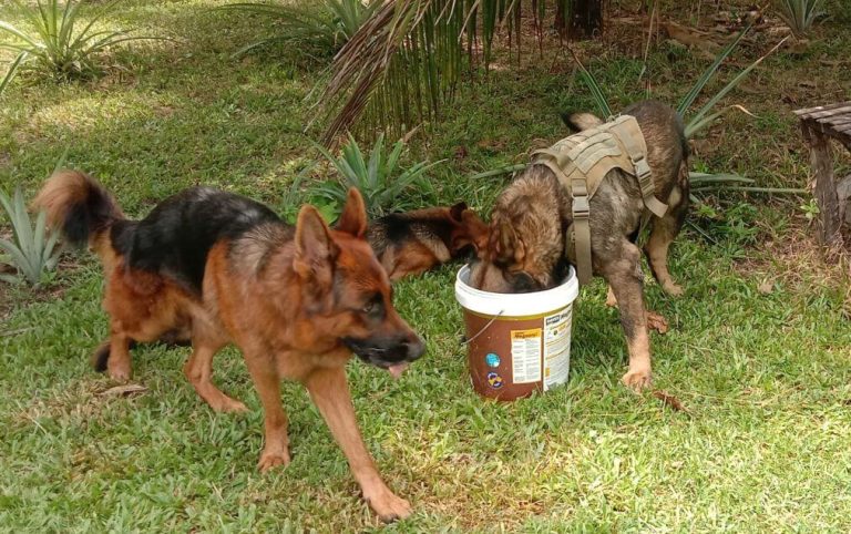Dog food in the Philippines