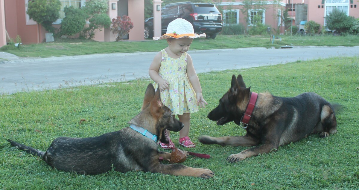 Dog training protection