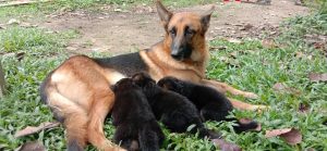 GSD Flickan with Puppies