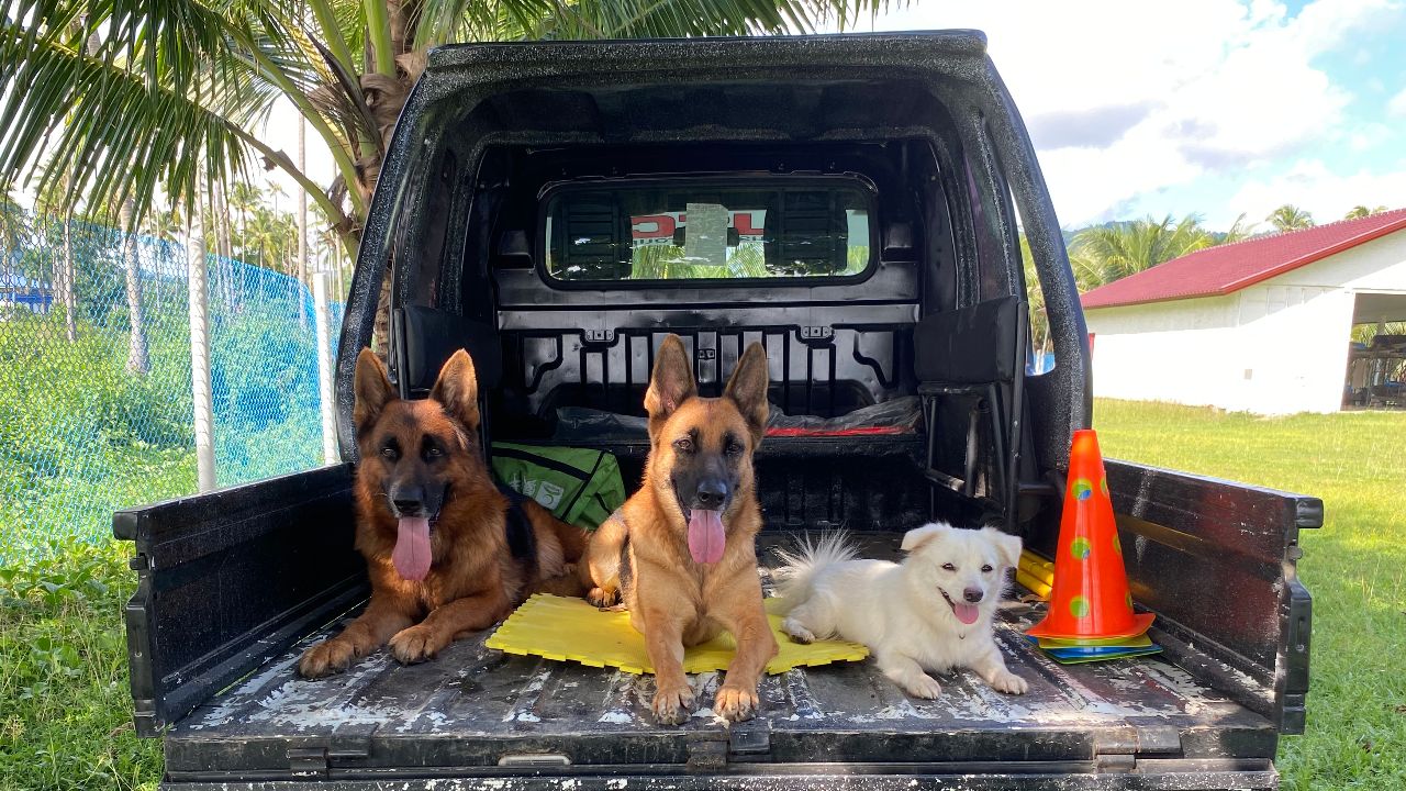 German Shepherds and a Japanese Spitz
