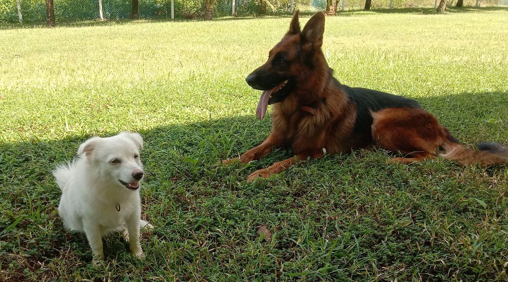 Rex with Rattan relaxing
