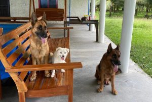 The gang 1 small dog and 2 big dogs